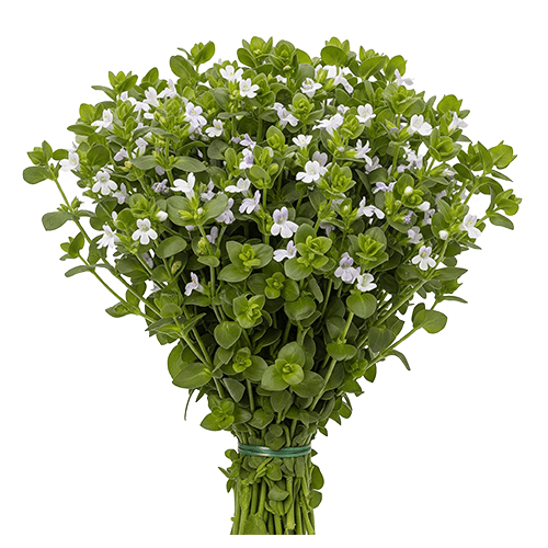 Organic-Ceylon-Lunuwila